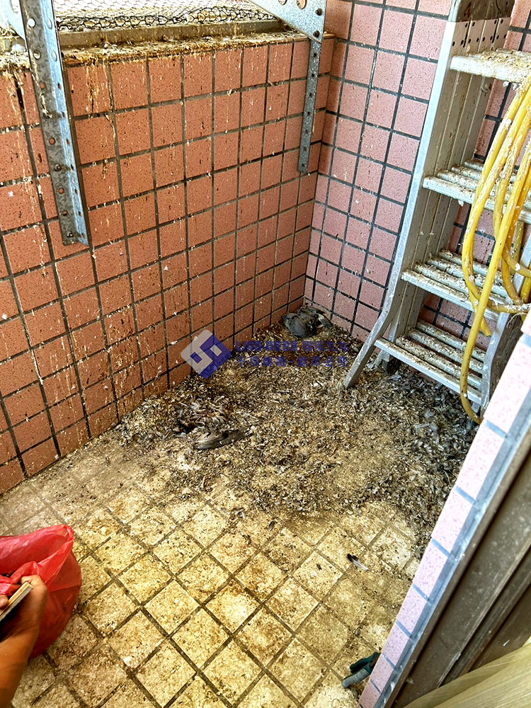 20240305雲林縣斗南鎮8樓李先生防鴿方格網_10